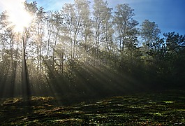 薄霧,太陽(yáng),陽(yáng)光