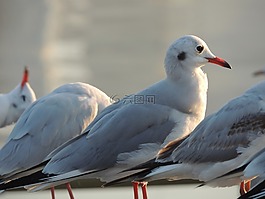 海鷗,海,鷗