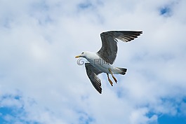 海鷗,鳥(niǎo),動(dòng)物肖像