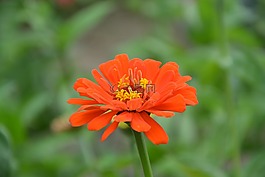 花,橙花瓣,花園