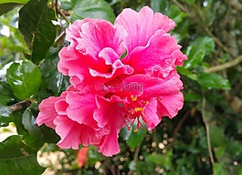 花,露水,粉紅色