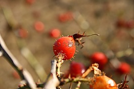 roseship,秋天,秋