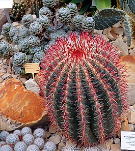 仙人掌,ferocactus pilosus,刺