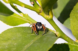 蜘蛛,性質(zhì),葉