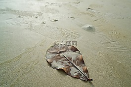 海灘,葉子,海洋