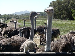 開普敦,鴕鳥,南非