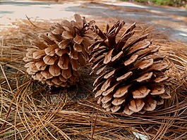 菠蘿,性質(zhì),種子