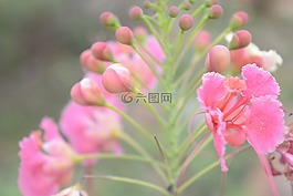 粉紅色,花s,綠色