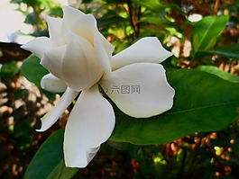 花,春,茉莉花
