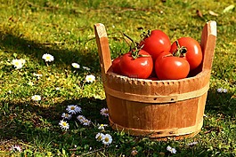 蕃茄,蔬菜,斗