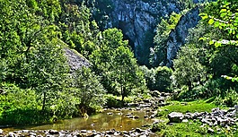 山,樹,河
