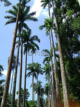 植物園,花園,綠色