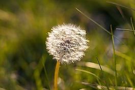 蒲公英,花,雜草