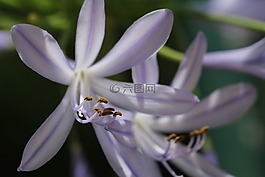紫,廠,開花
