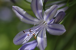 紫,廠,開花