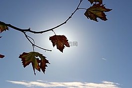 秋,葉子,太陽(yáng)
