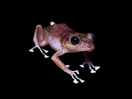 青蛙,爬行動物,兩棲類動物