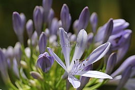 紫,廠,開(kāi)花