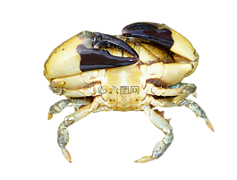 癌癥,袋癌癥,海洋動物