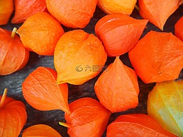 秋季,橙,lampionblume