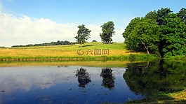 農(nóng)場,池,夏天