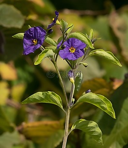 開花,紫,秋季