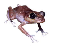 青蛙,爬行動物,兩棲類動物