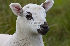 羊肉,農(nóng)場,可愛