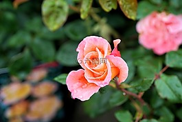 玫瑰,花,開(kāi)花