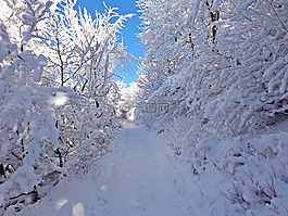 冬季,森林,雪