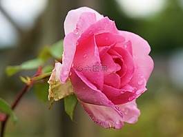 玫瑰,花,開花