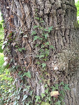 樹,常春藤,登山者