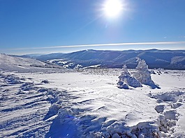 冬季,森林,雪