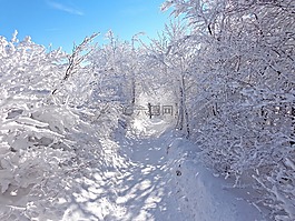冬季,森林,雪