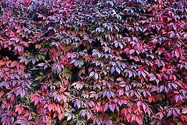 藤葉紅色,墻上的植物,紅葉