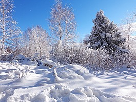 冬季,森林,雪