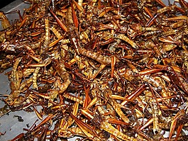 昆虫,烤的昆虫,吃