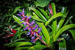 植物區(qū)系,自然,花