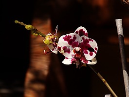 花卉,花園,紫色蘭花
