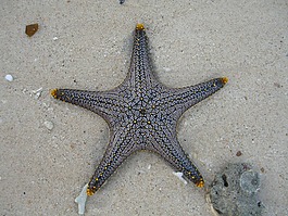 海星,海洋生物,公共記錄