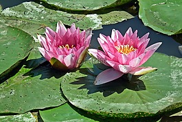 睡蓮,粉紅色,花