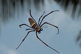 蜘蛛,熱帶地區(qū),arachne