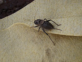 bug,草本,graphosoma