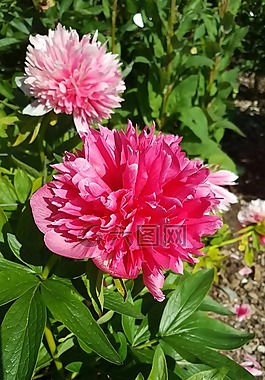 鮮花,紅色,粉色