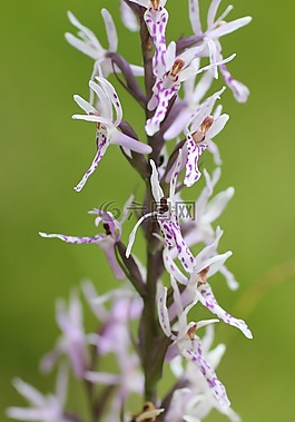 蘭花,野花,花
