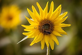 花,太陽(yáng)花,黃色