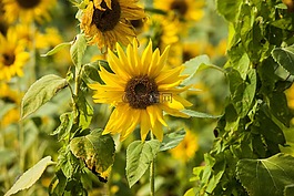 花,太陽花,黃色