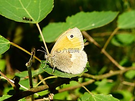 性質(zhì),在法院的,昆蟲
