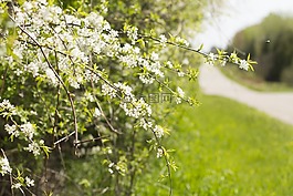 春,開花,路邊