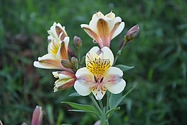 花朵兰花,黄色,花园